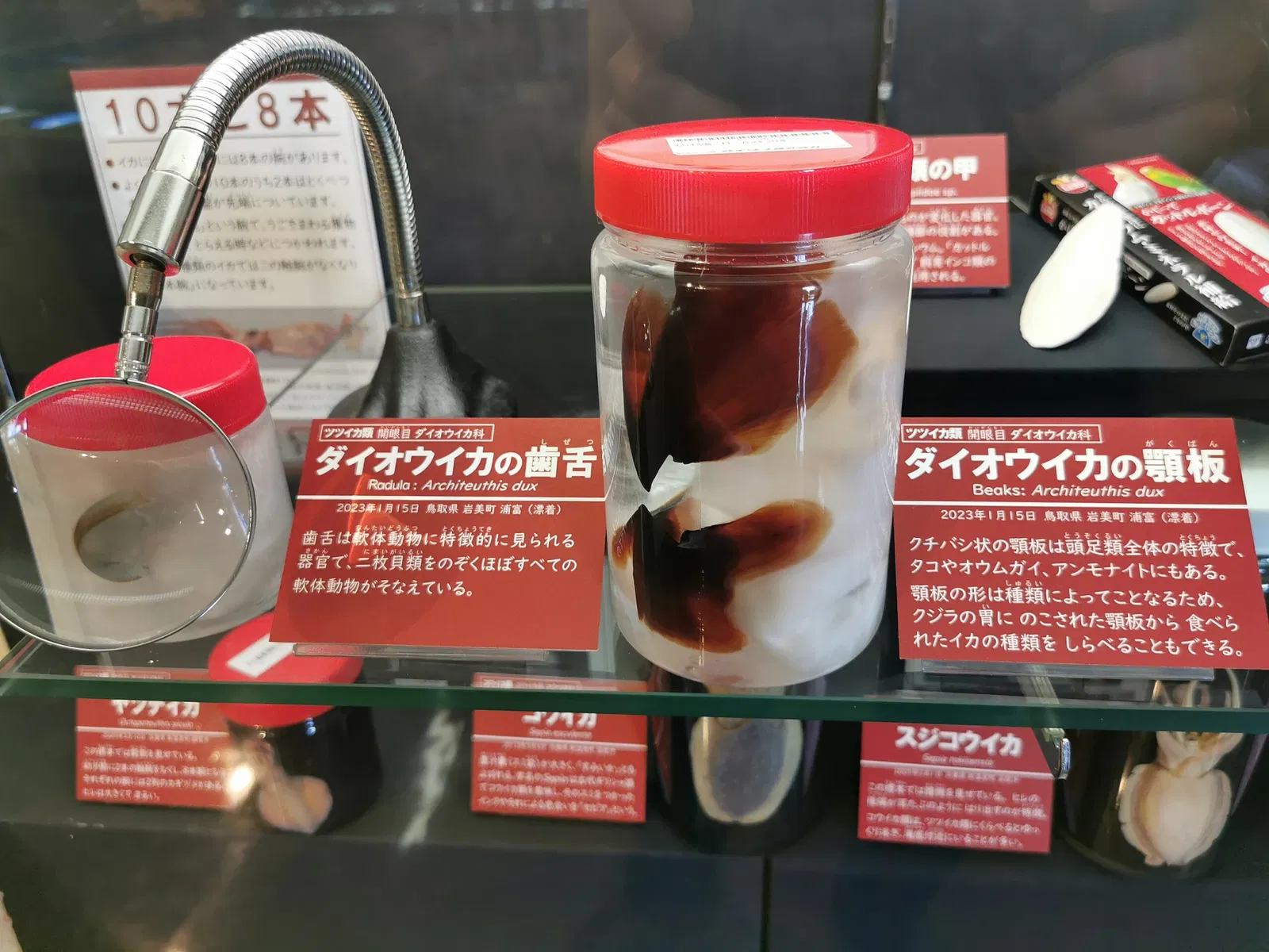 Tottori Prefectural Museum