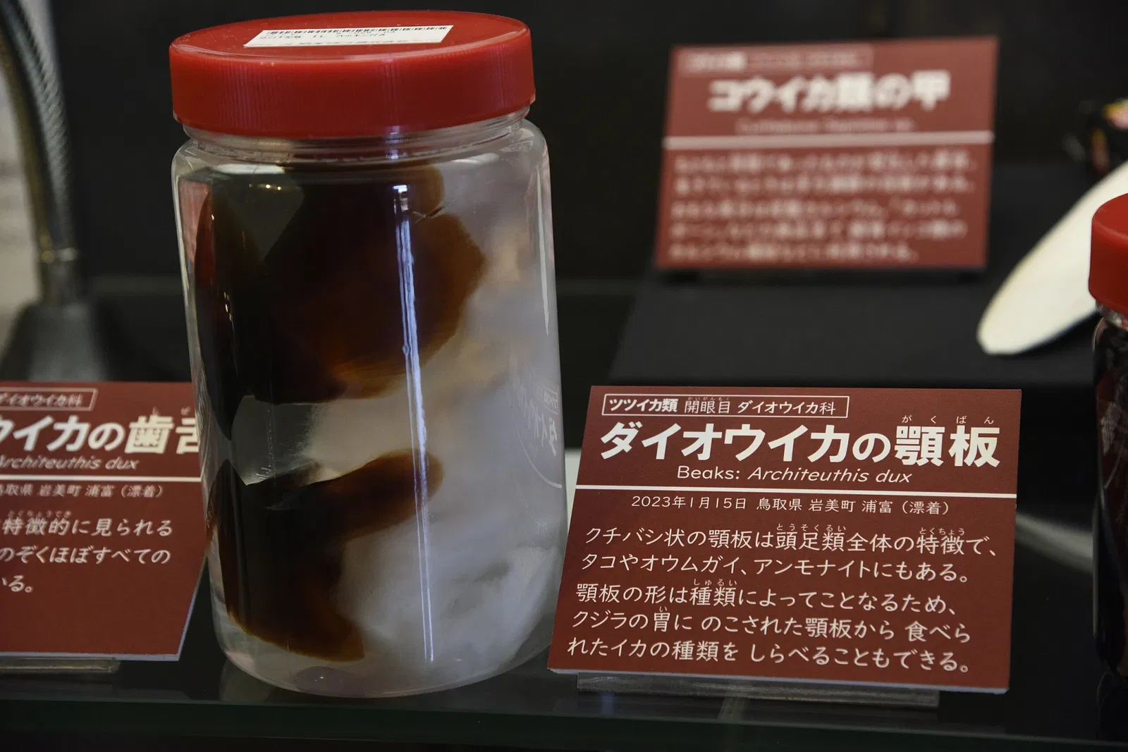 Tottori Prefectural Museum