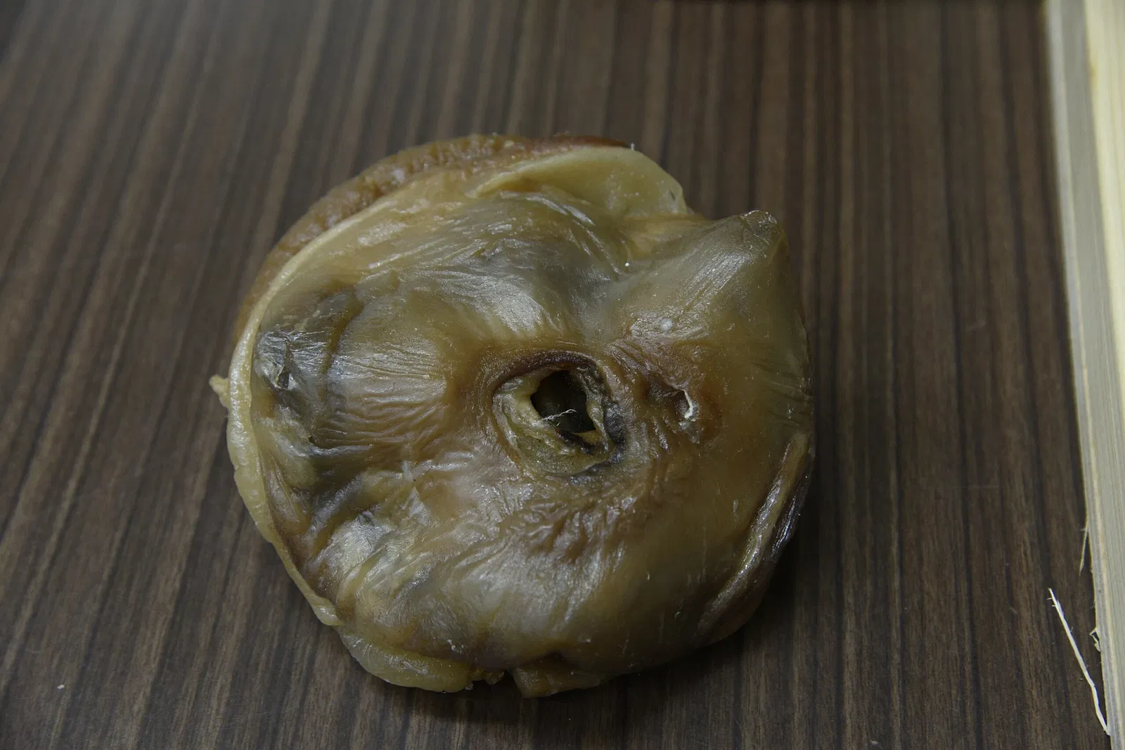 Tottori Prefectural Museum