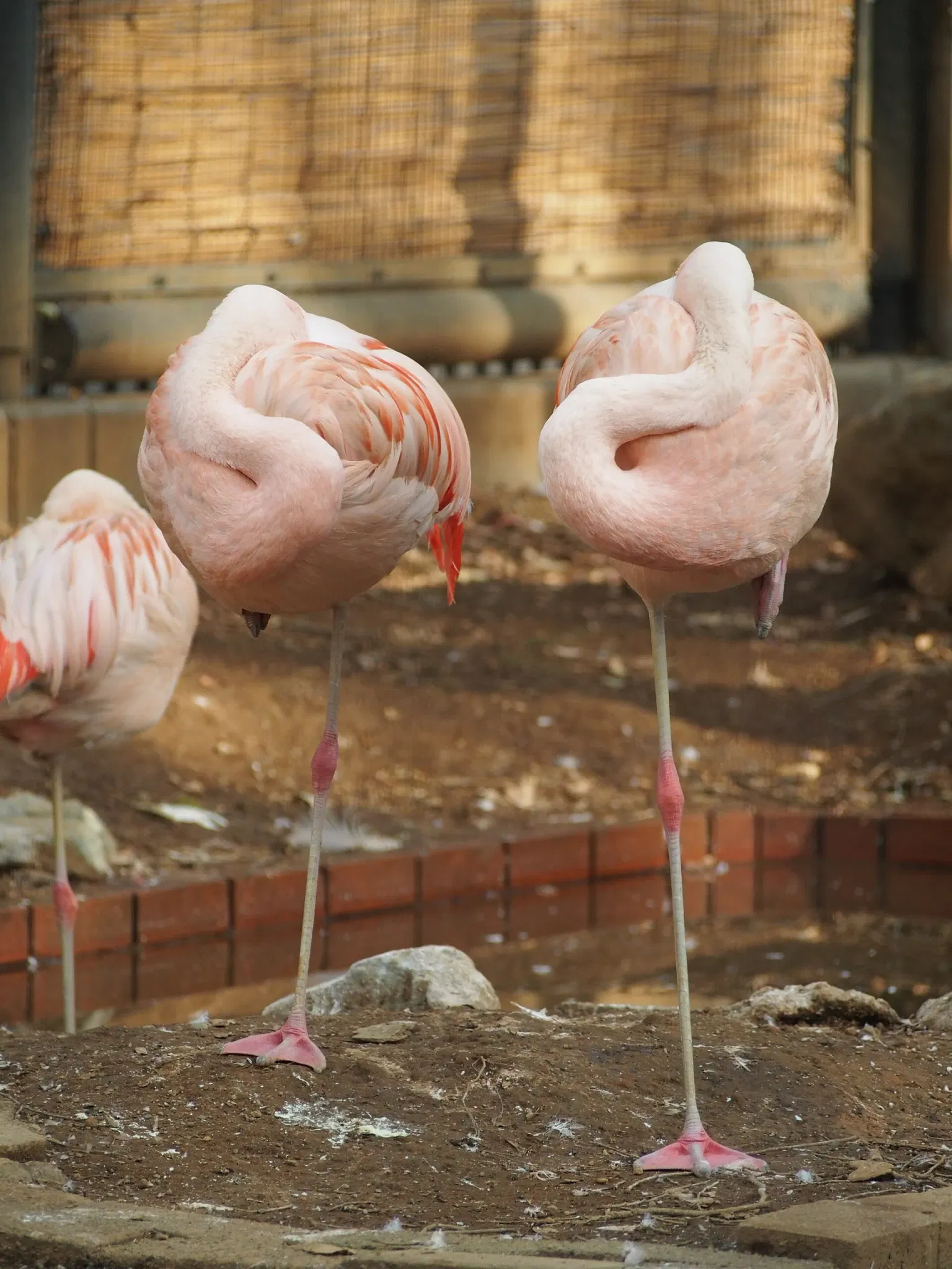 Yumemigasaki Zoological Park