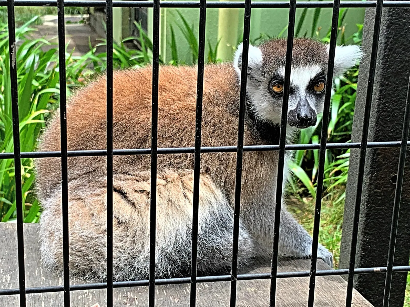 Yumemigasaki Zoological Park