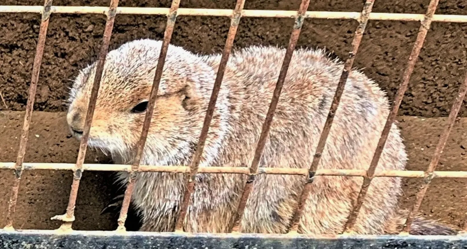 Yumemigasaki Zoological Park