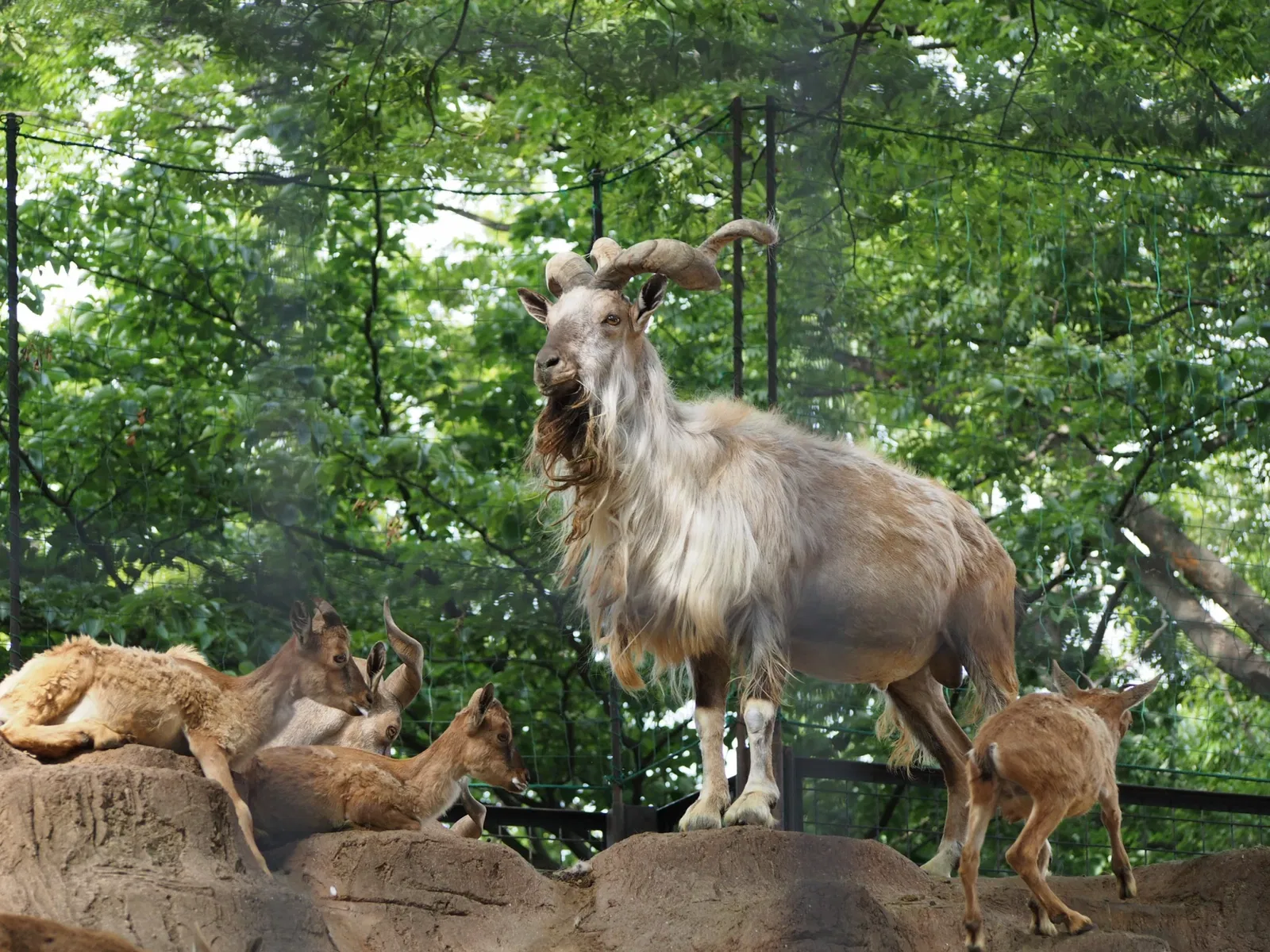 Yumemigasaki Zoological Park