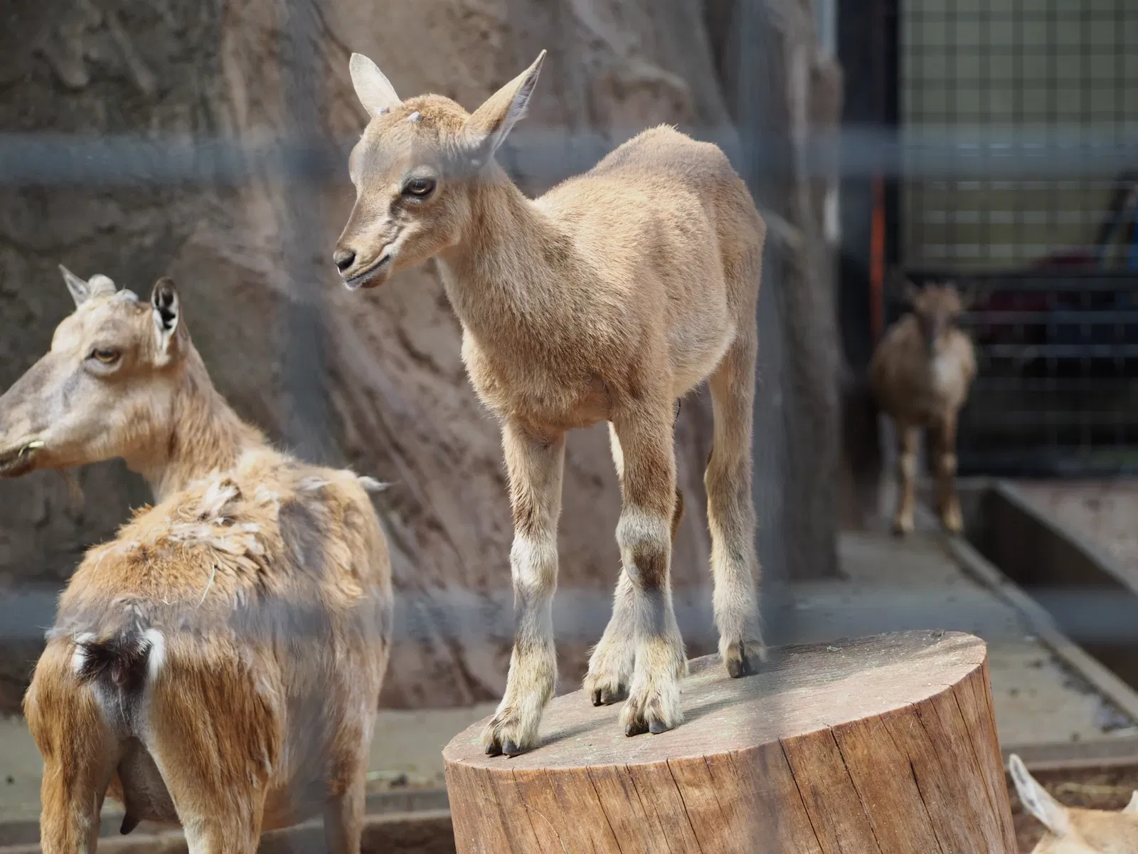 Yumemigasaki Zoological Park