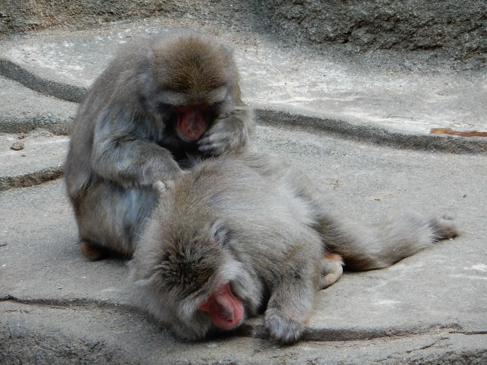 Hamamatsu Zoological Gardens