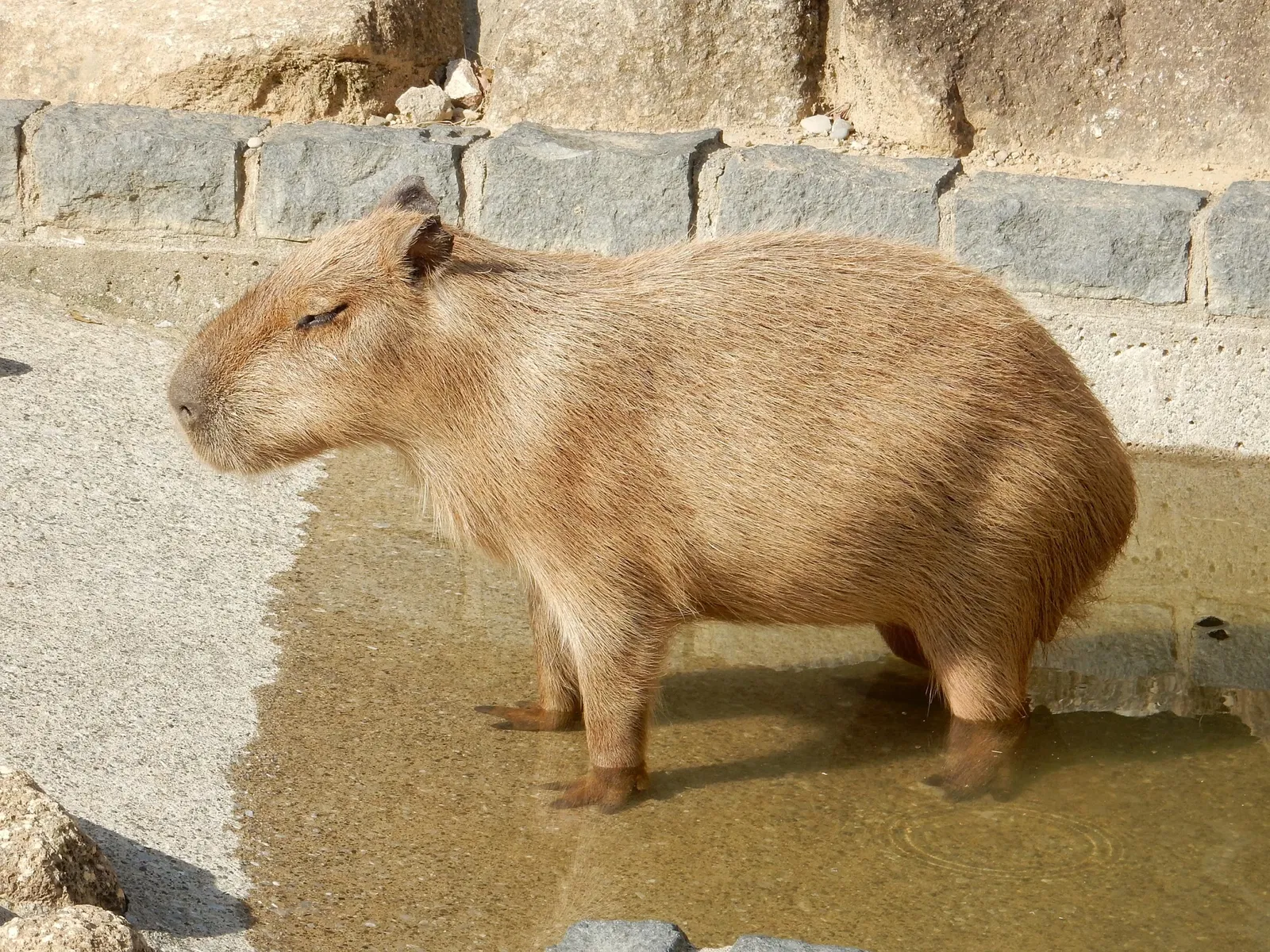 Hamamatsu Zoological Gardens