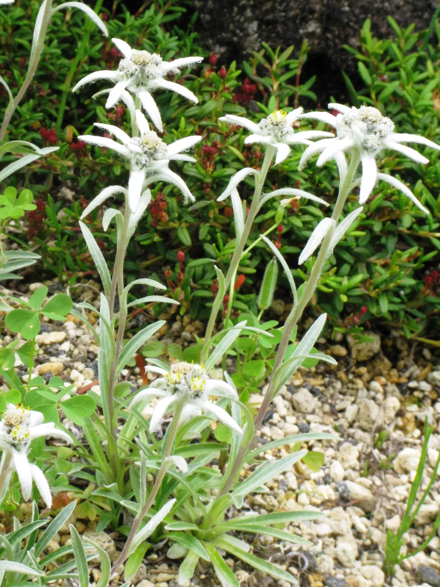 Hakone Botanical Garden of Wetlands