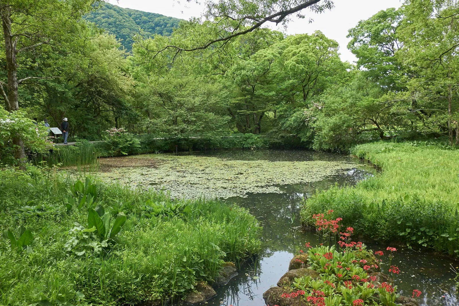 Hakone Botanical Garden of Wetlands