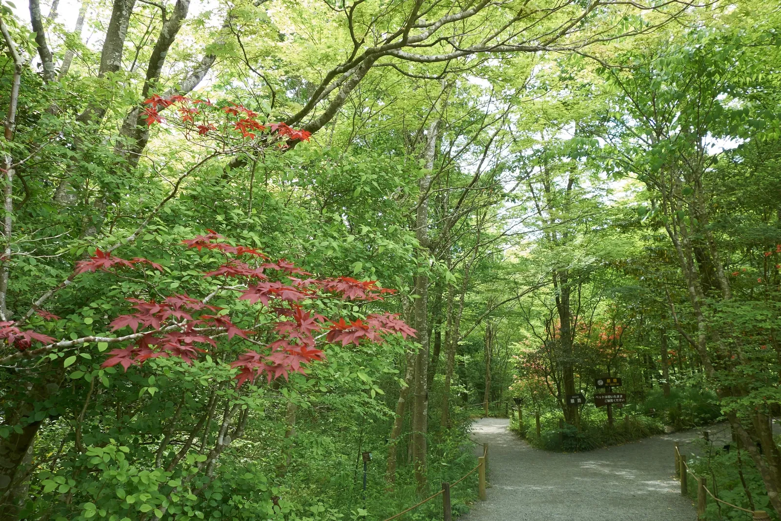 Hakone Botanical Garden of Wetlands