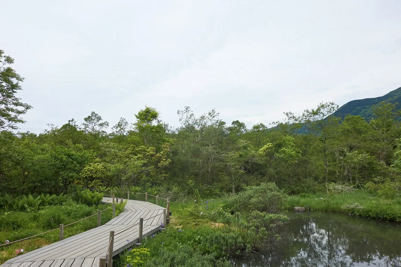 Hakone Botanical Garden of Wetlands