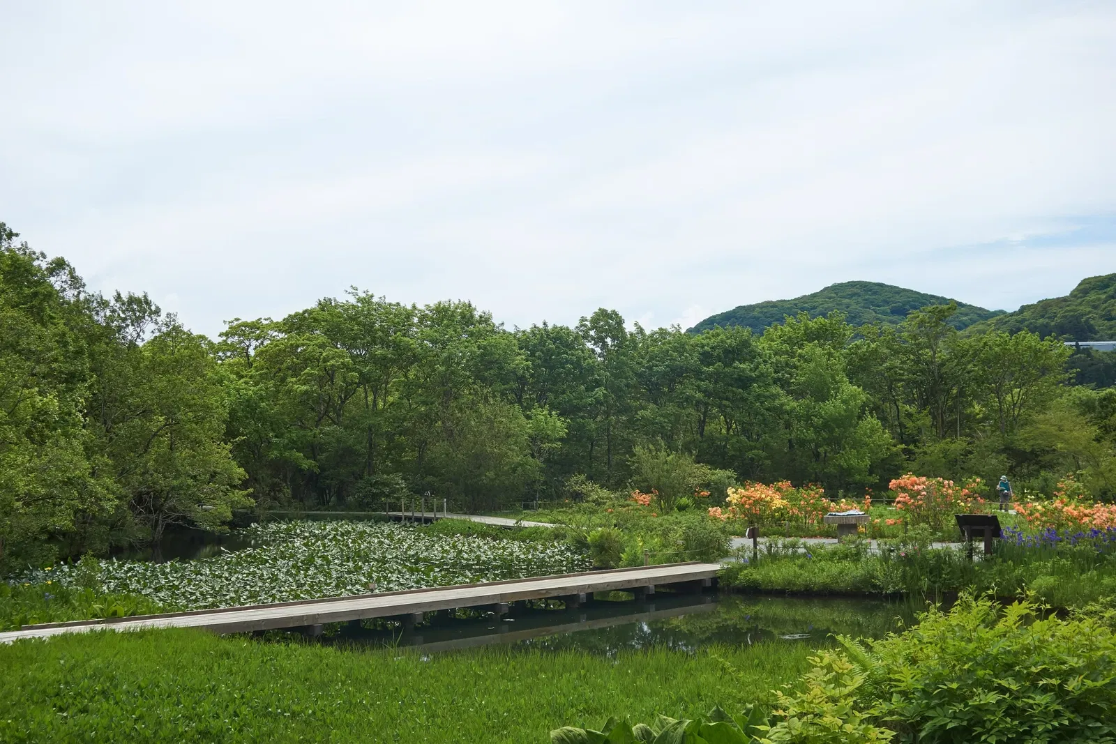 Hakone Botanical Garden of Wetlands