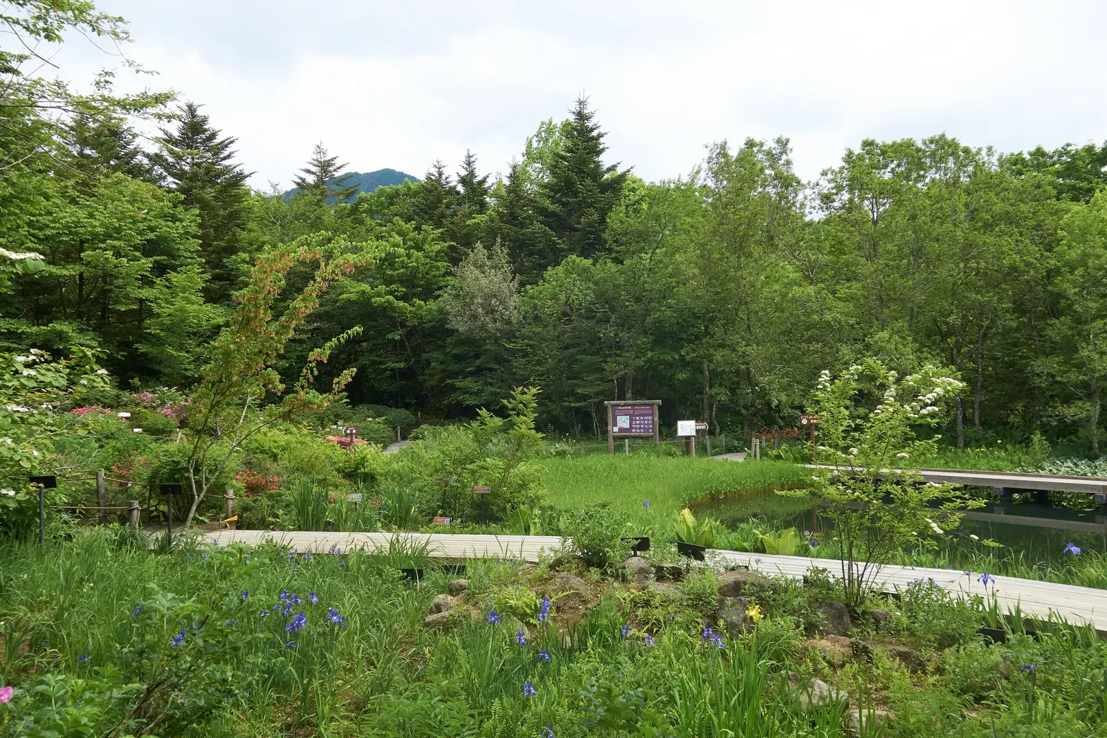 Hakone Botanical Garden of Wetlands