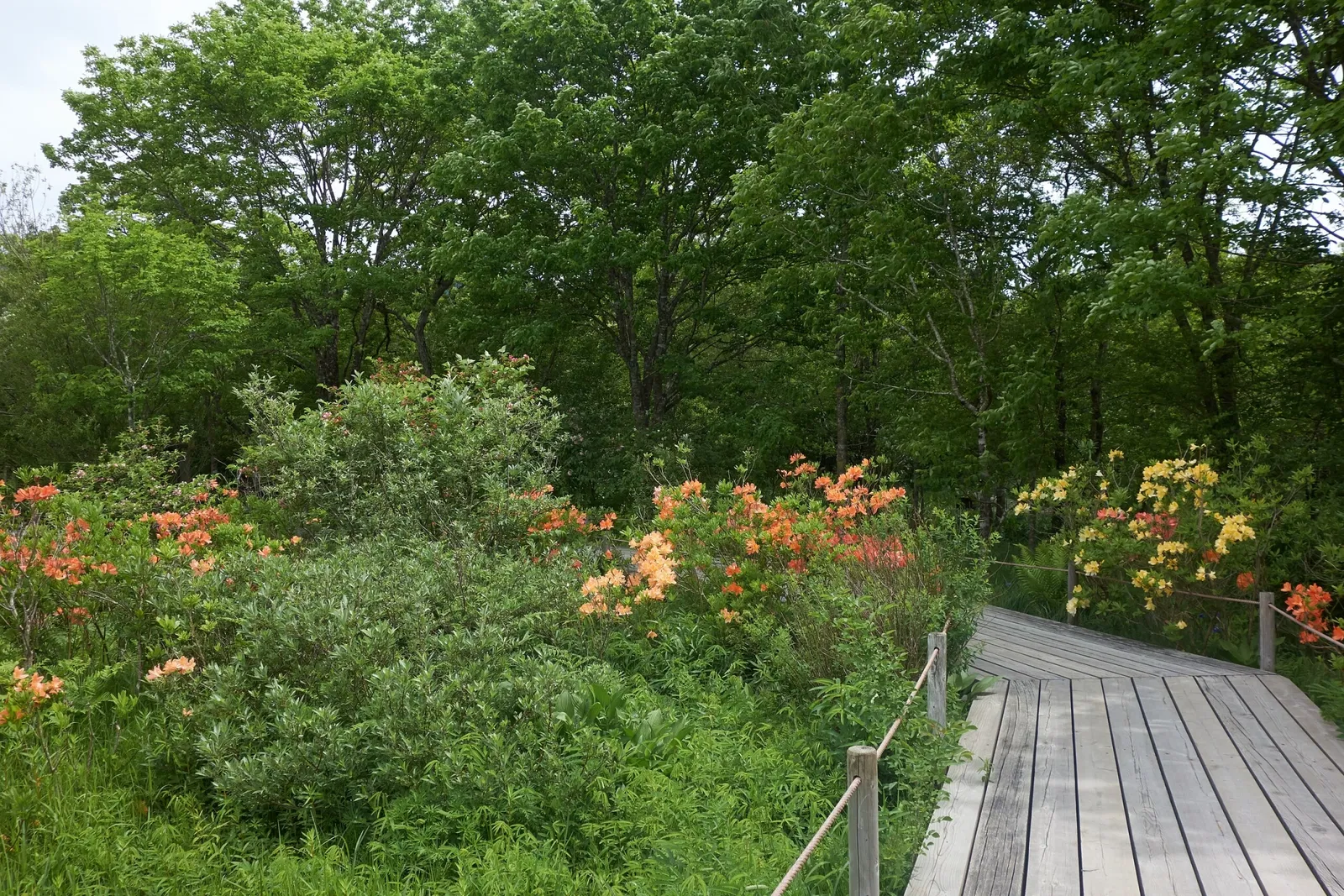 Hakone Botanical Garden of Wetlands