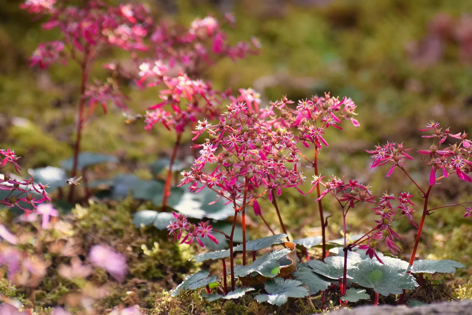 Hakone Botanical Garden of Wetlands