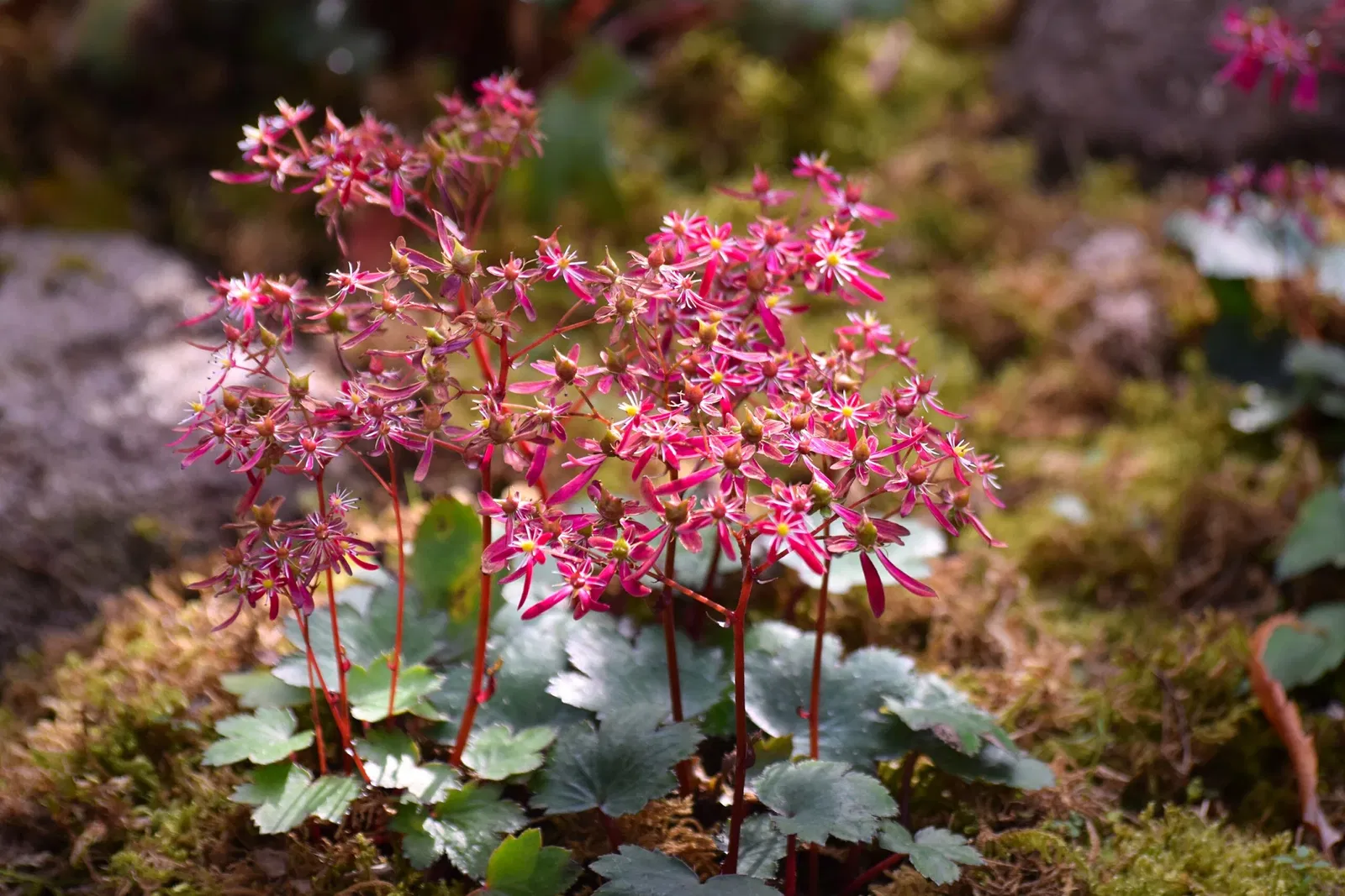 Hakone Botanical Garden of Wetlands