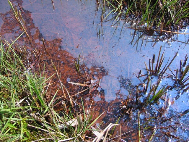 Hakone Botanical Garden of Wetlands