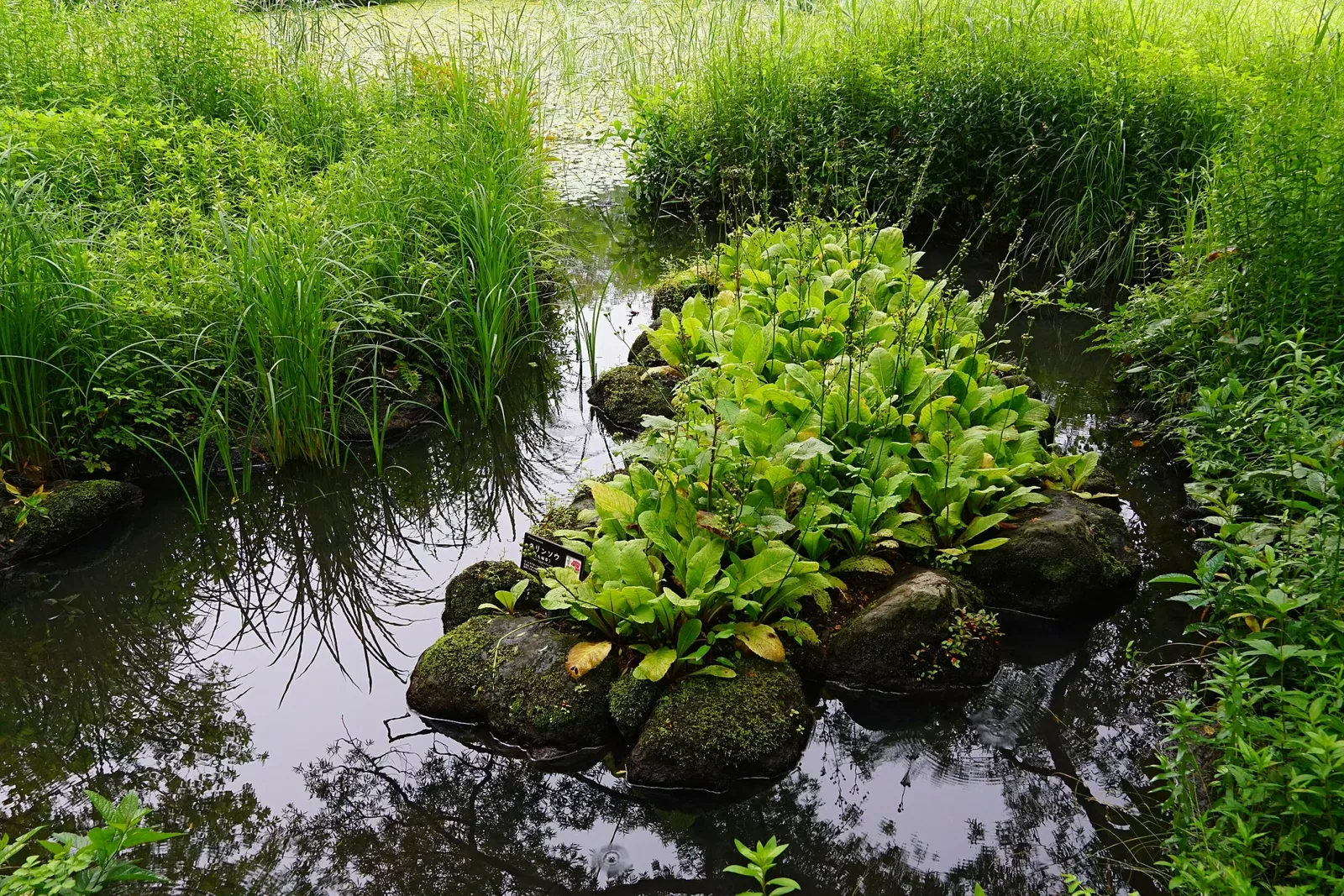 Hakone Botanical Garden of Wetlands