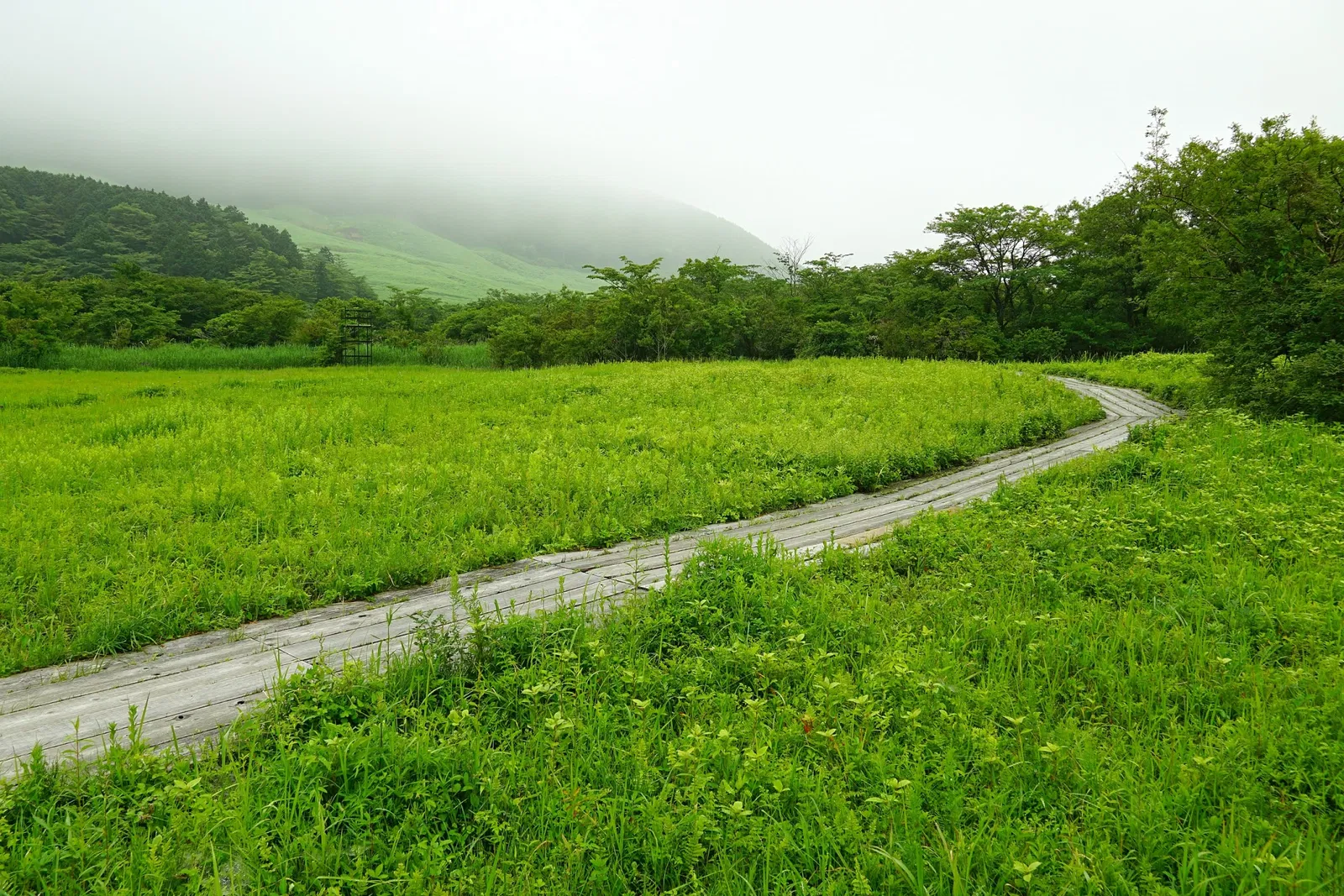 Hakone Botanical Garden of Wetlands