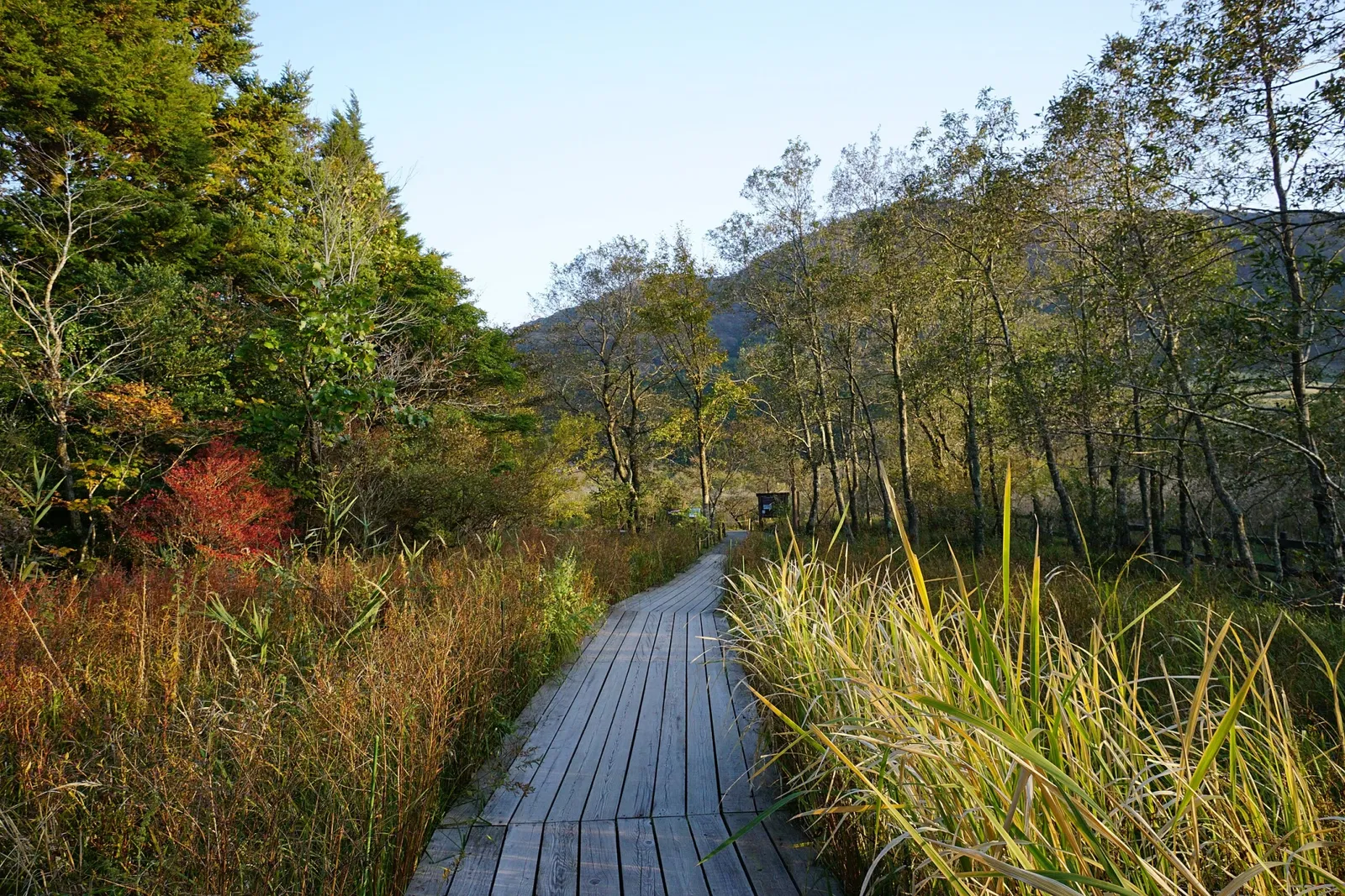 Hakone Botanical Garden of Wetlands