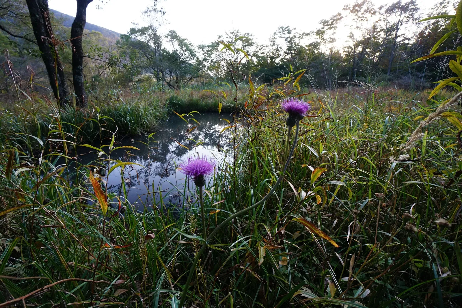 Hakone Botanical Garden of Wetlands