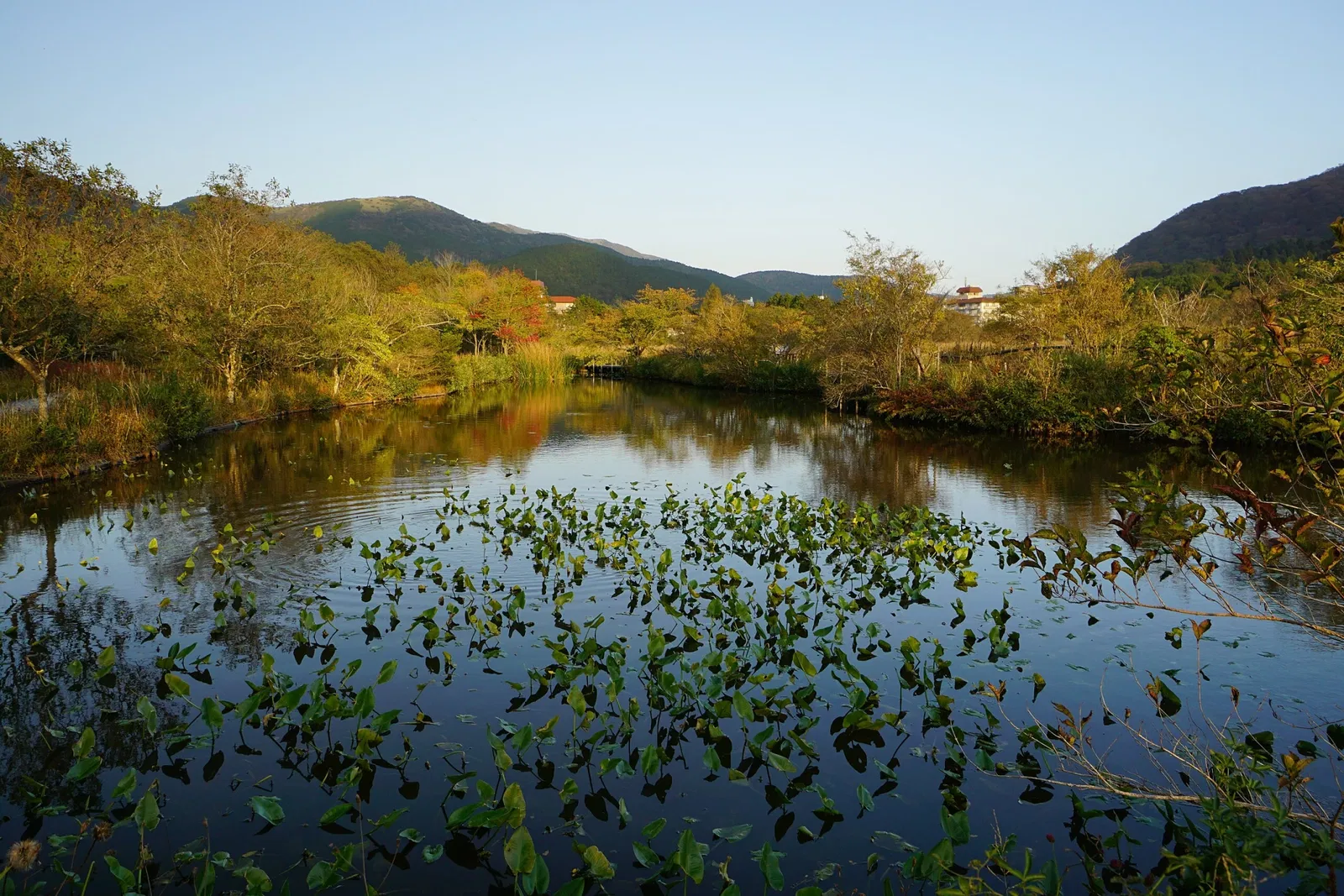 Hakone Botanical Garden of Wetlands