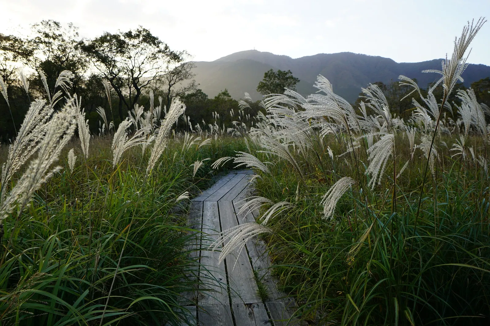 Hakone Botanical Garden of Wetlands
