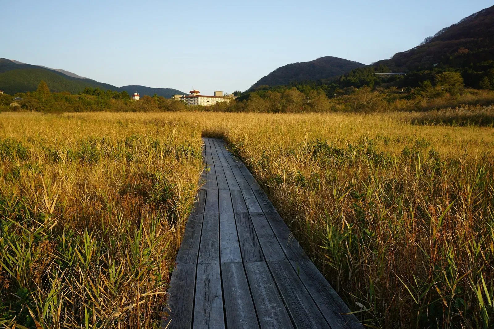 Hakone Botanical Garden of Wetlands