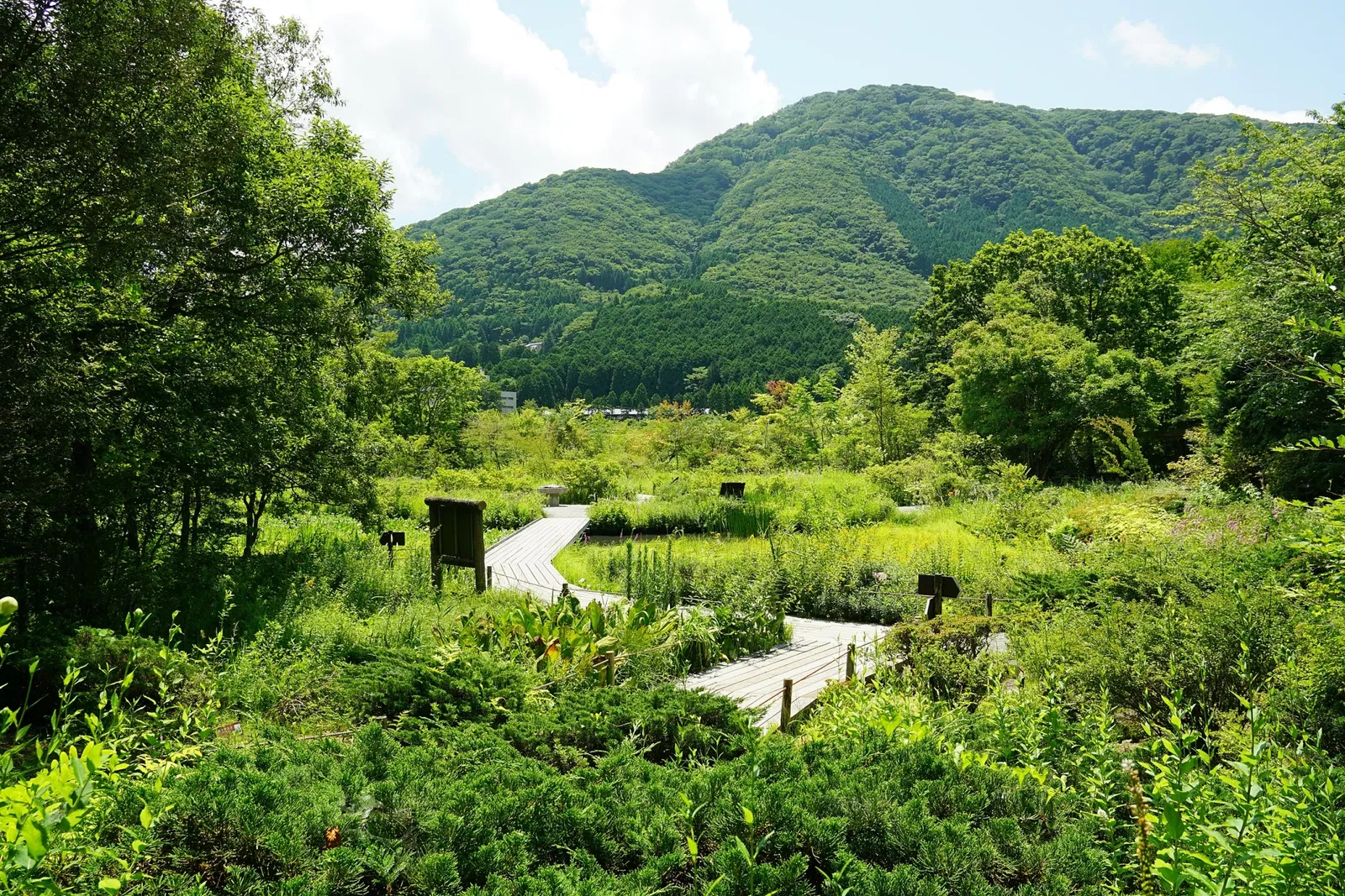 Hakone Botanical Garden of Wetlands