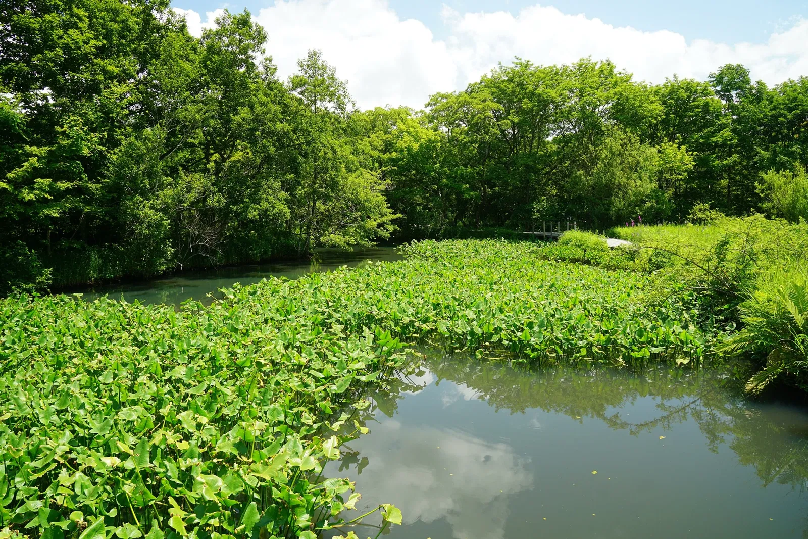 Hakone Botanical Garden of Wetlands