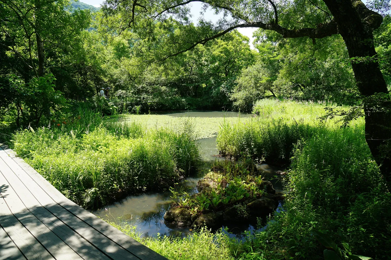 Hakone Botanical Garden of Wetlands