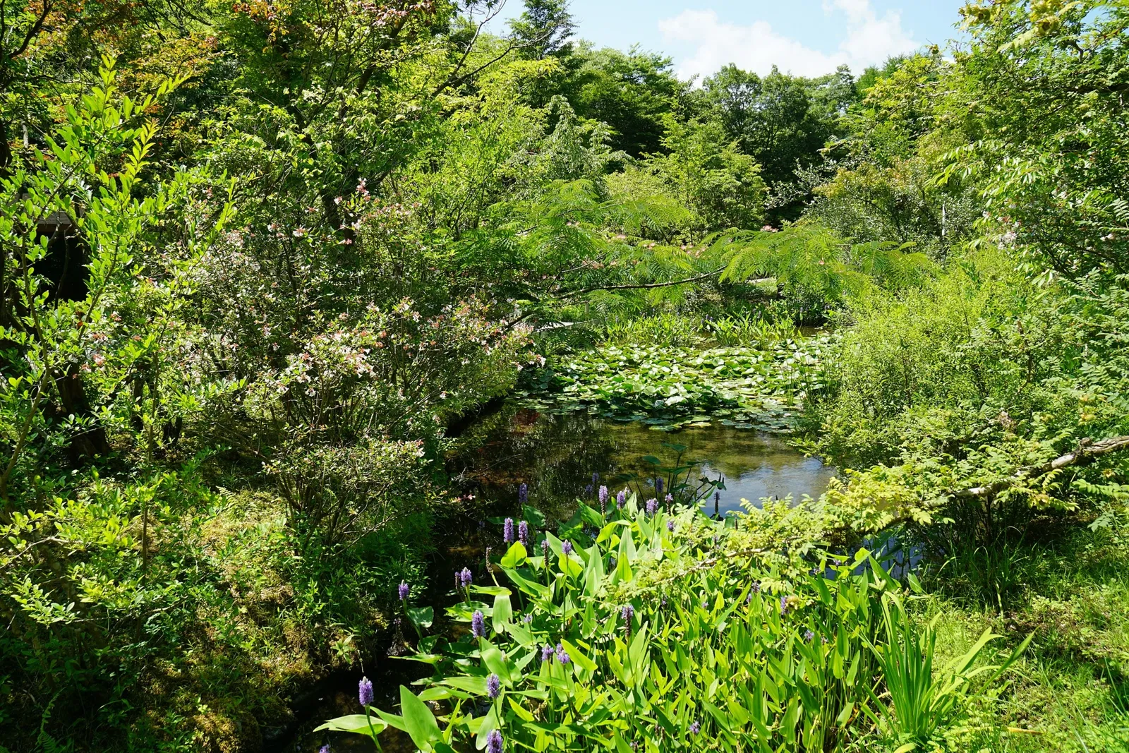 Hakone Botanical Garden of Wetlands