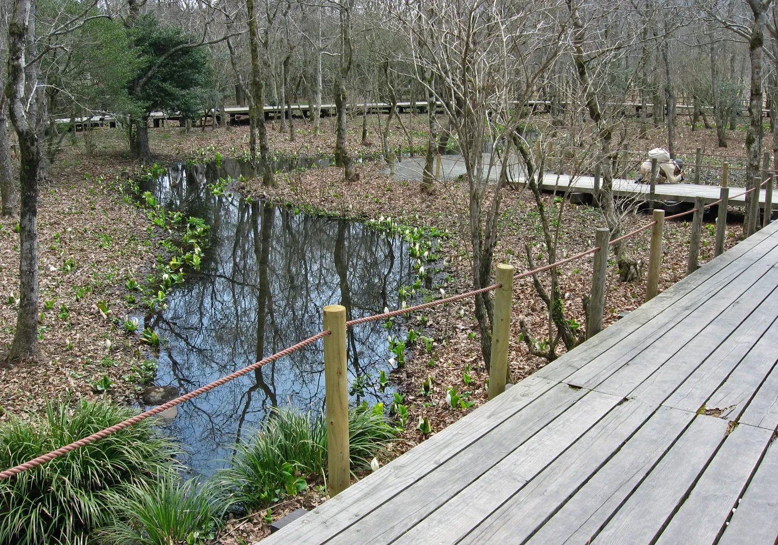 Hakone Botanical Garden of Wetlands