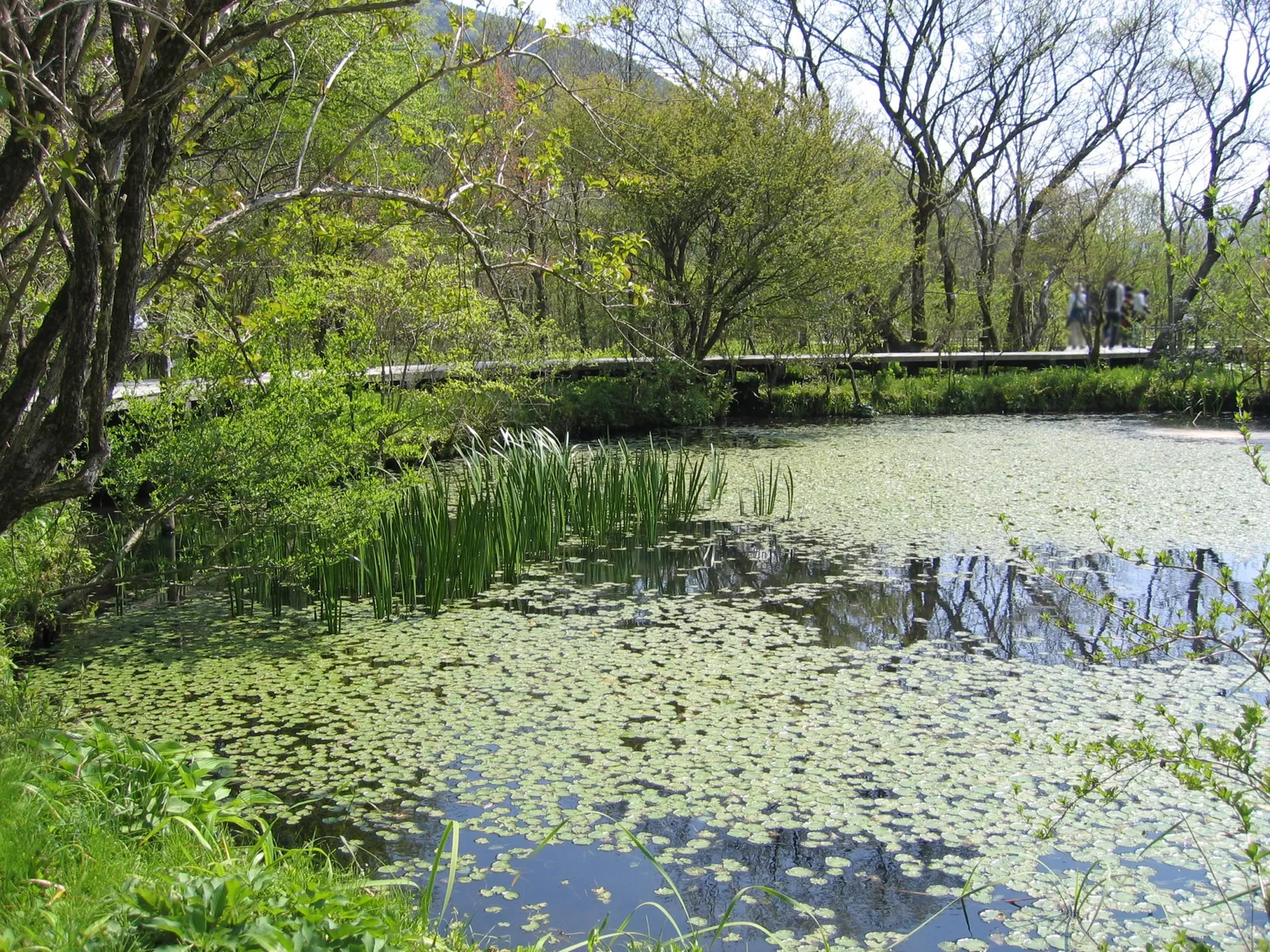 Hakone Botanical Garden of Wetlands