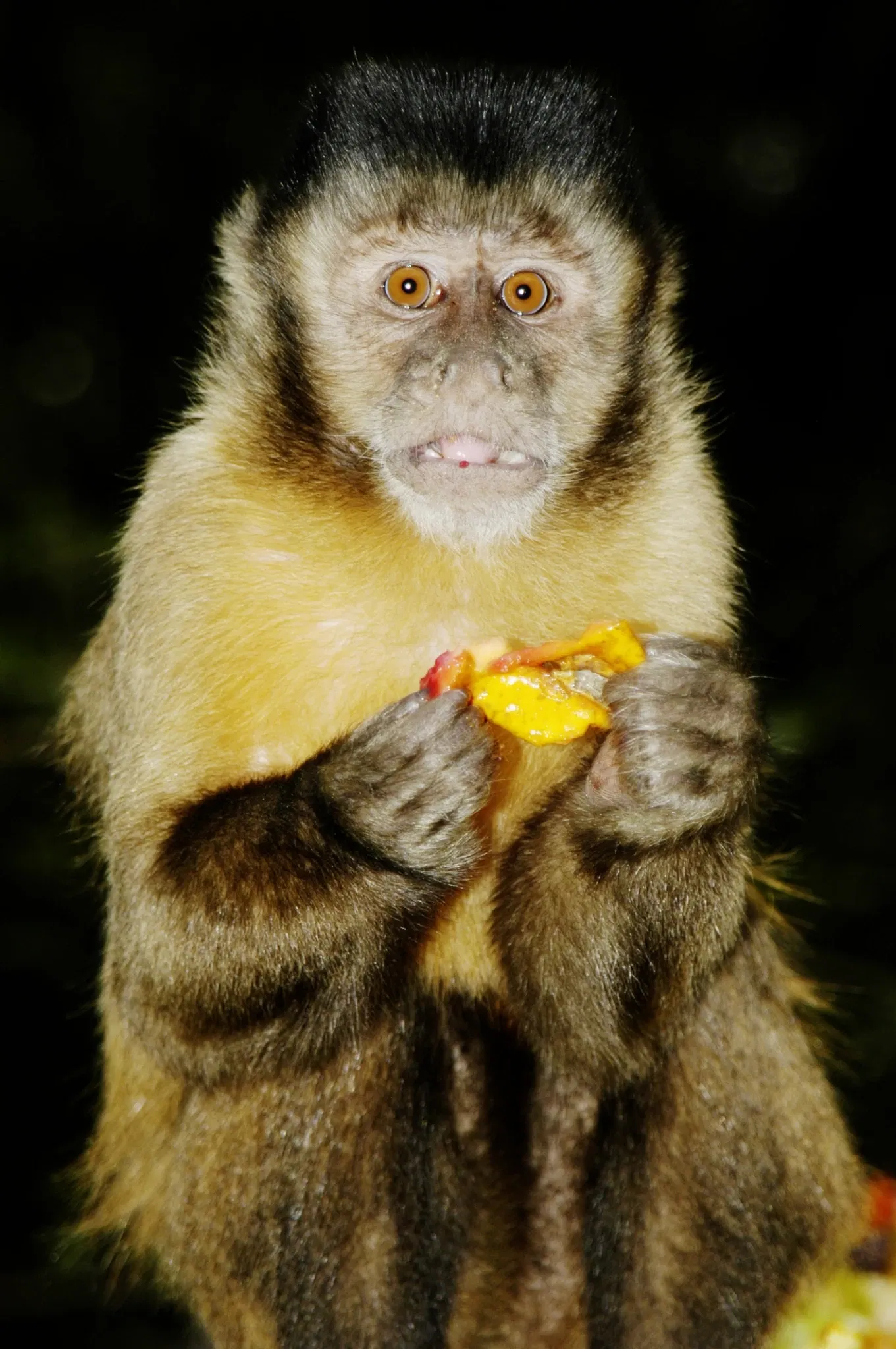 Pocono Snake & Animal Farm
