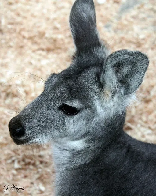 Pocono Snake & Animal Farm