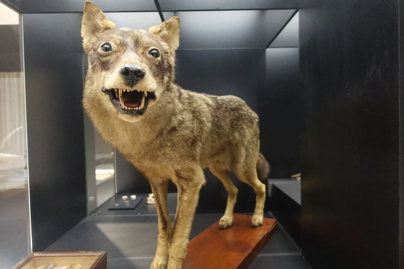 Museu de História Natural e da Ciência da Universidade