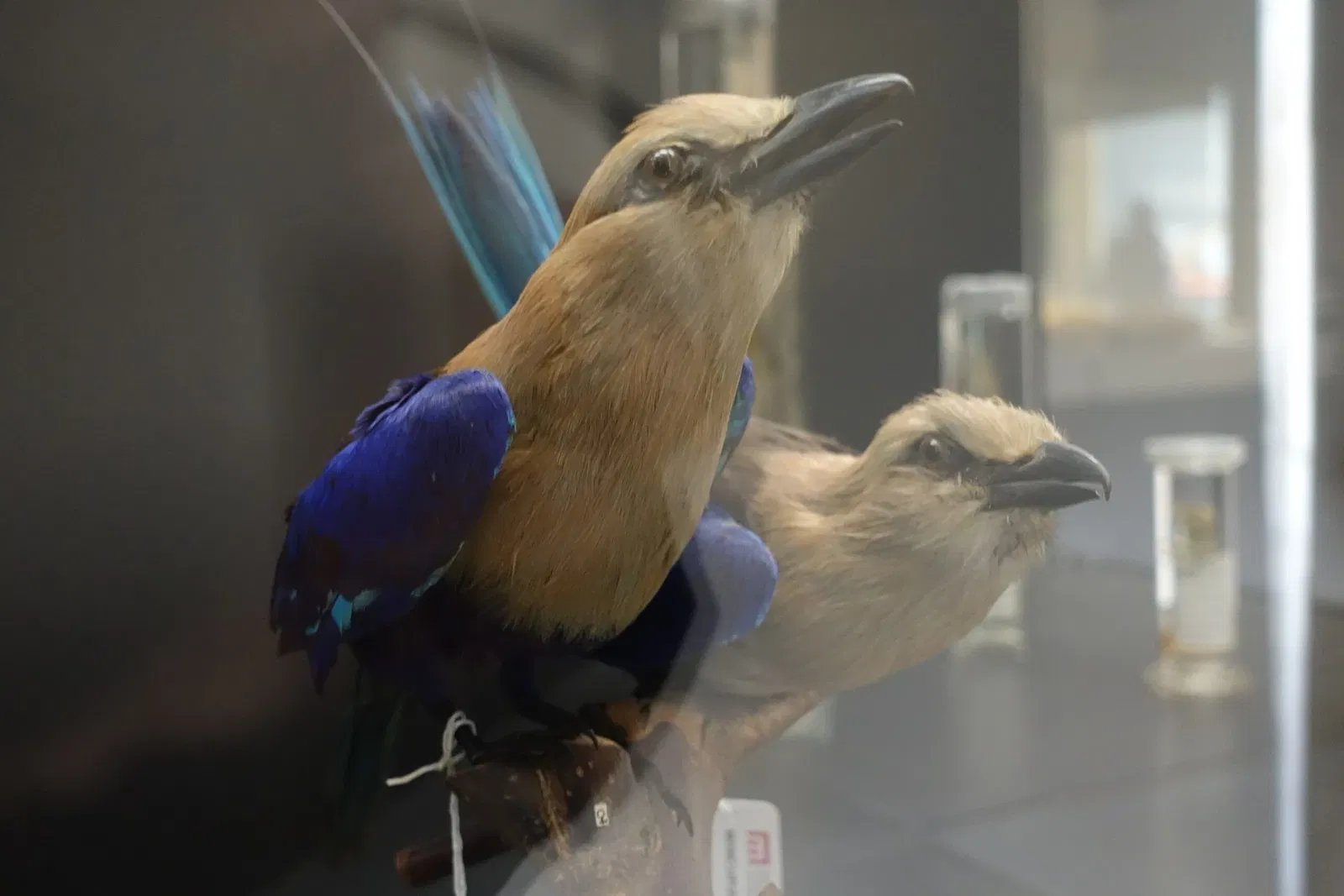 Museu de História Natural e da Ciência da Universidade