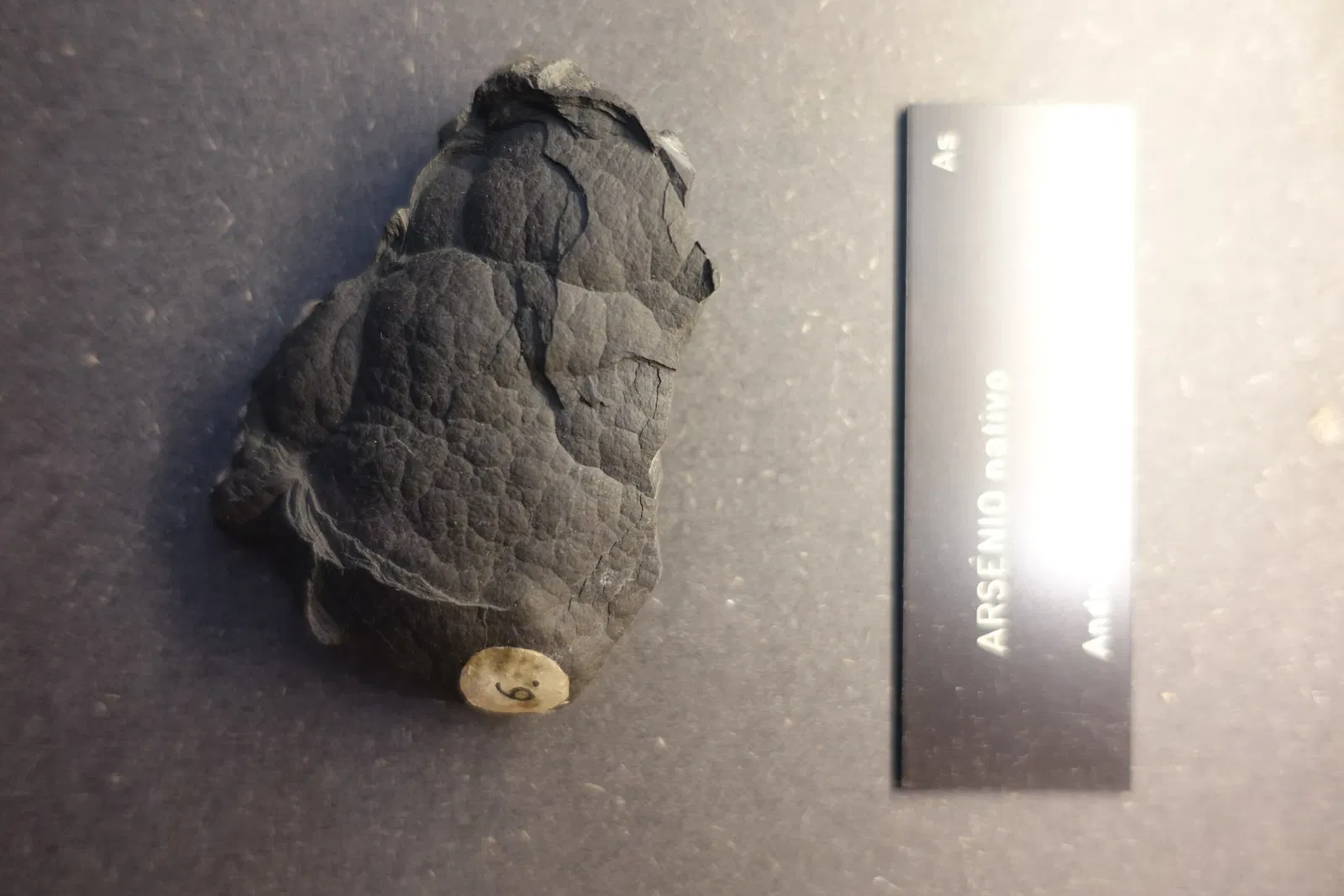 Museu de História Natural e da Ciência da Universidade