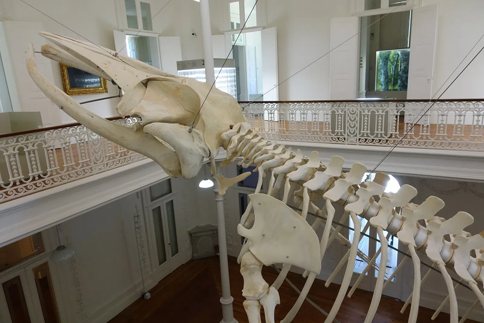 Museu de História Natural e da Ciência da Universidade