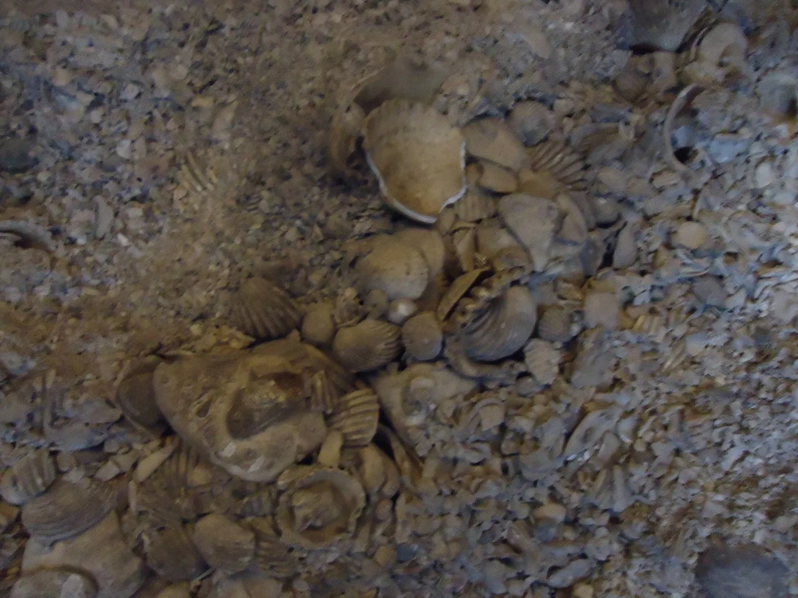 Natural History Museum