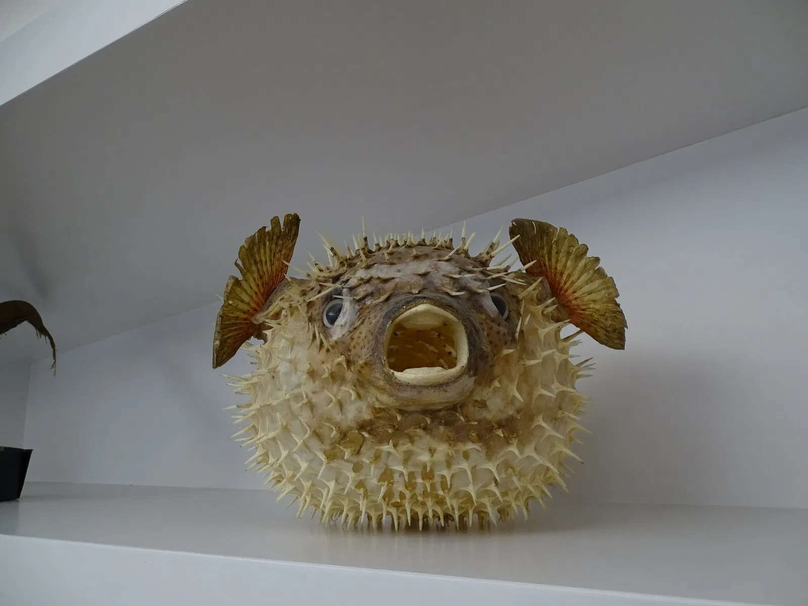 Natural History Museum