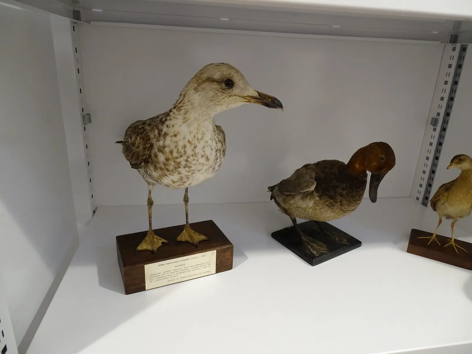 Natural History Museum