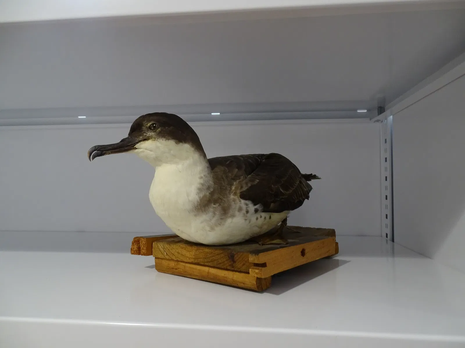 Natural History Museum