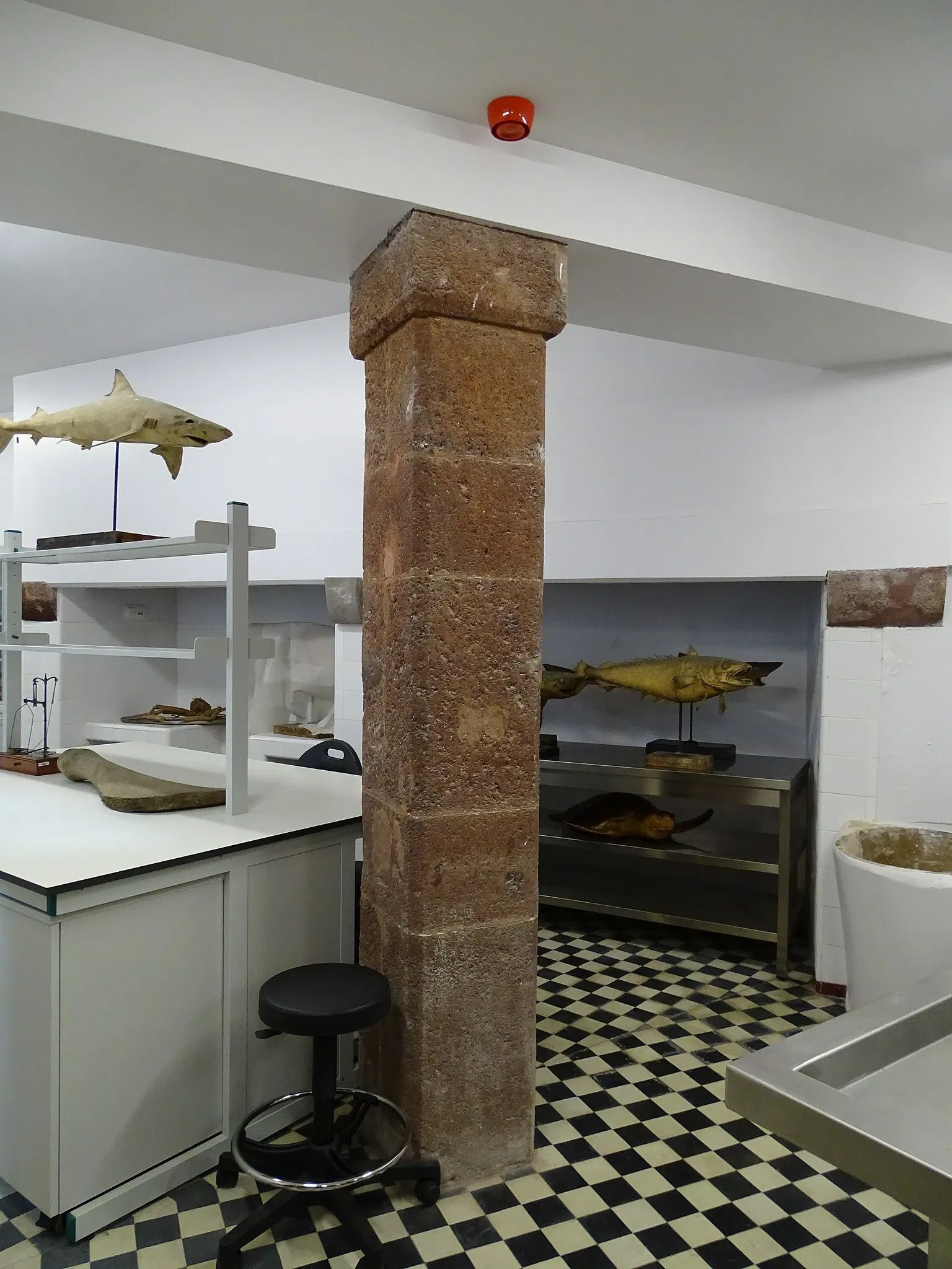 Natural History Museum