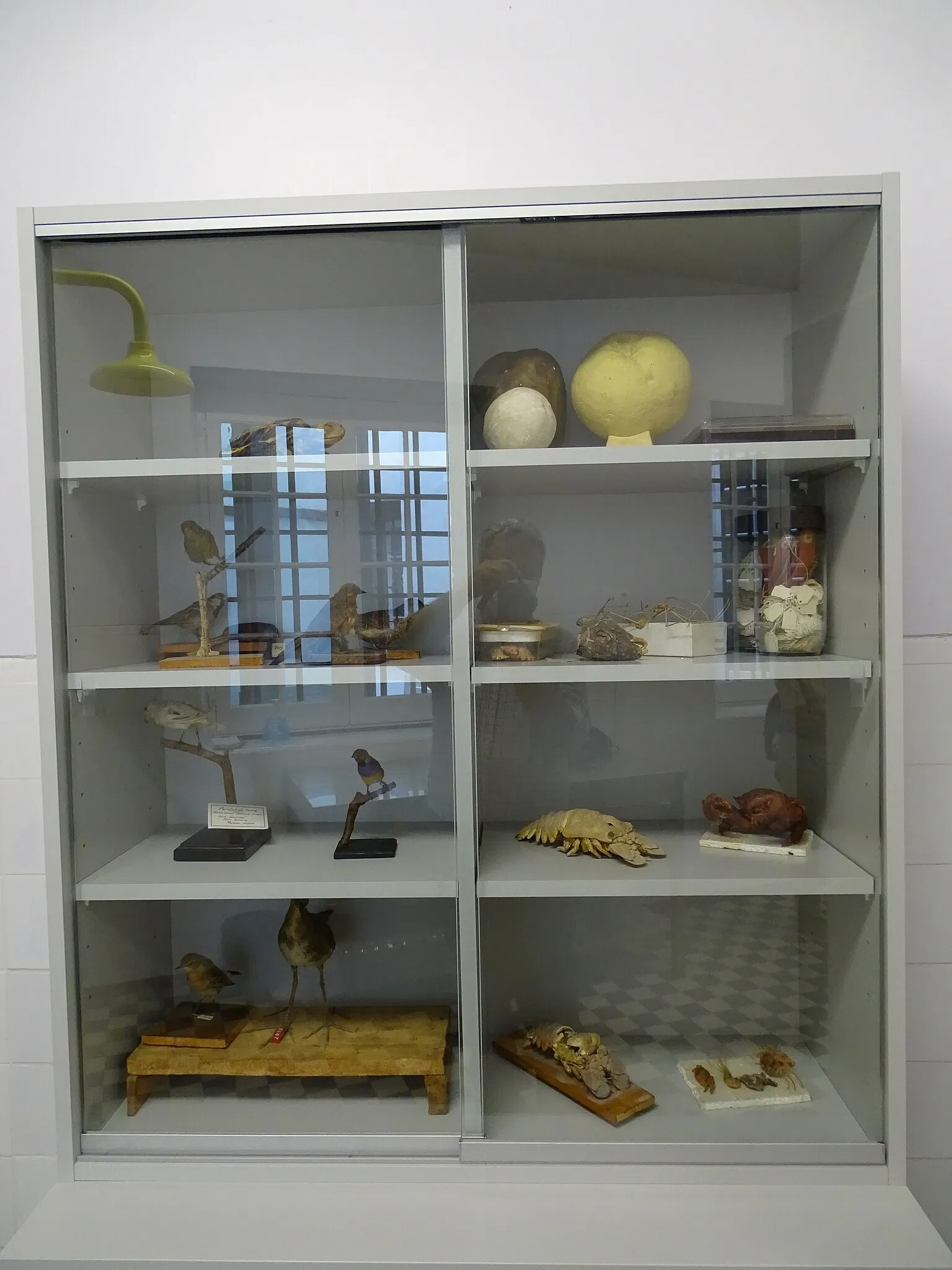 Natural History Museum