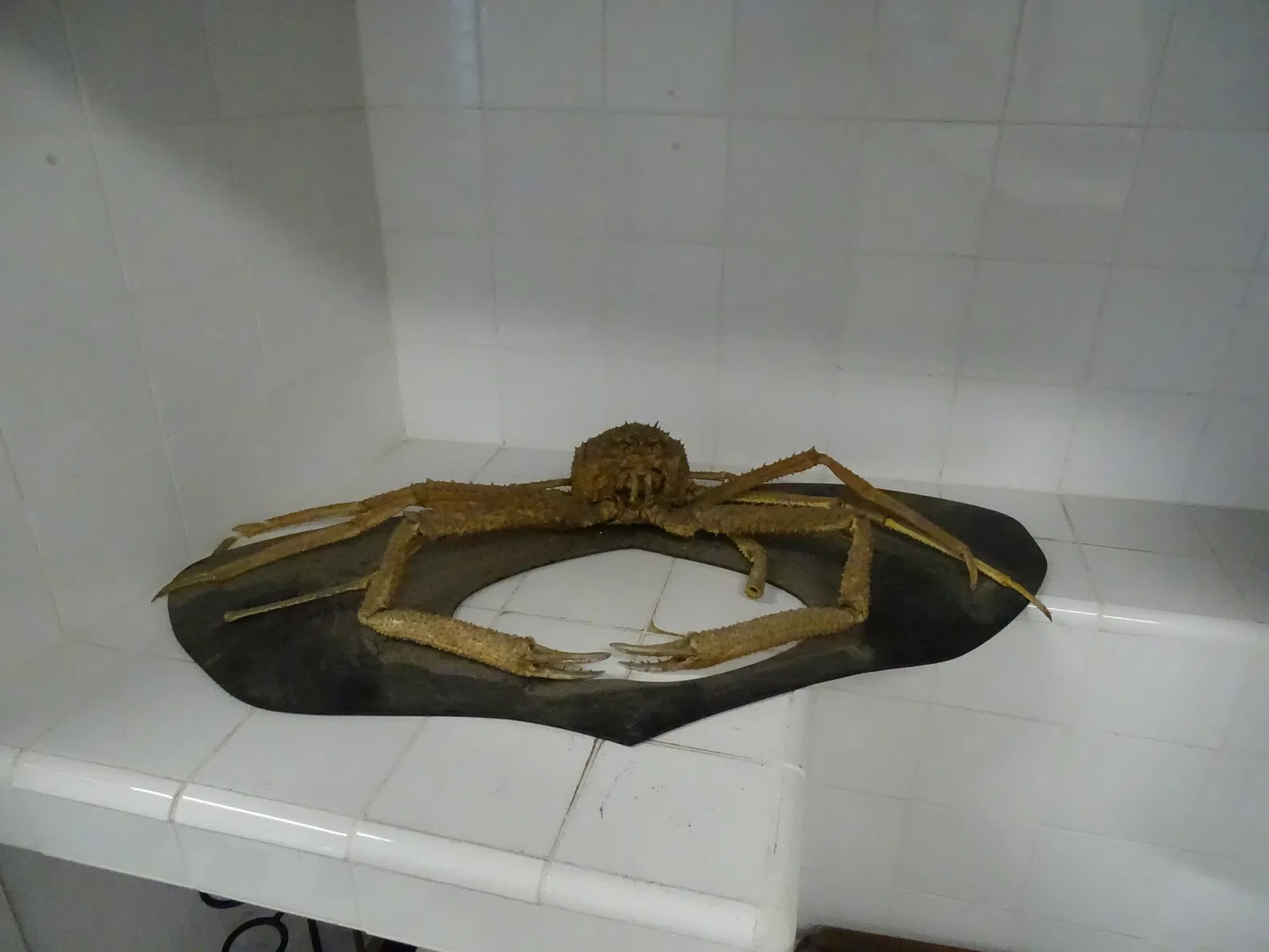 Natural History Museum