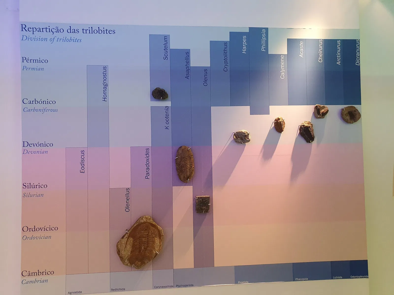 Sintra Natural History Museum