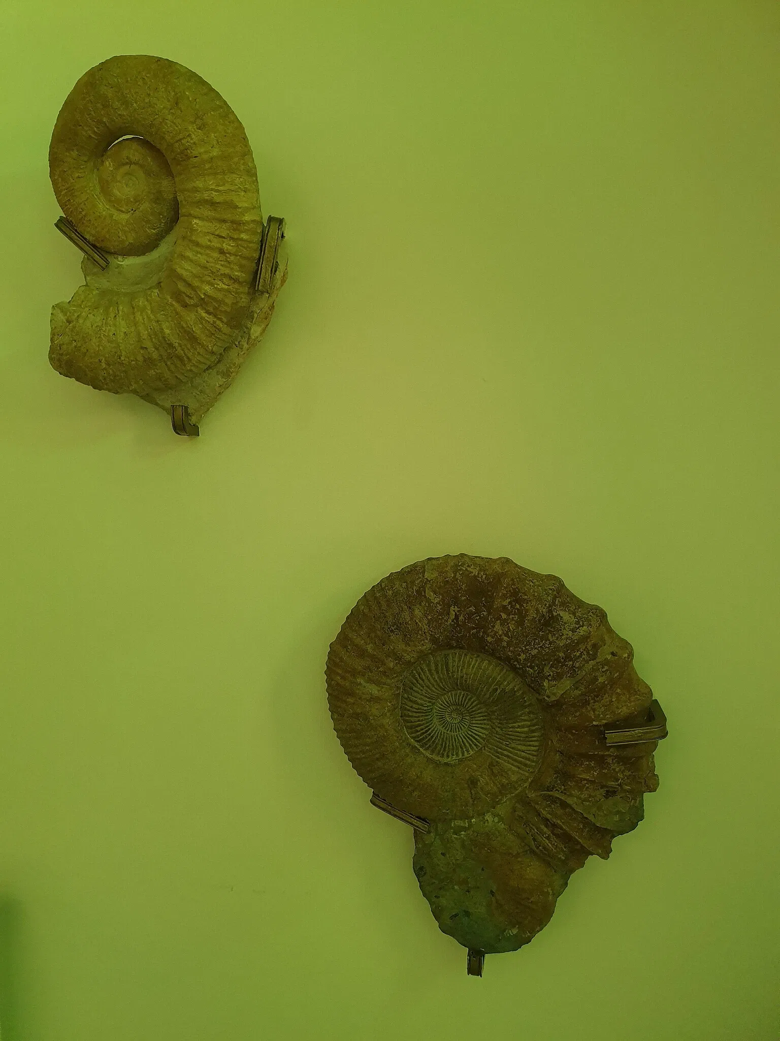 Sintra Natural History Museum