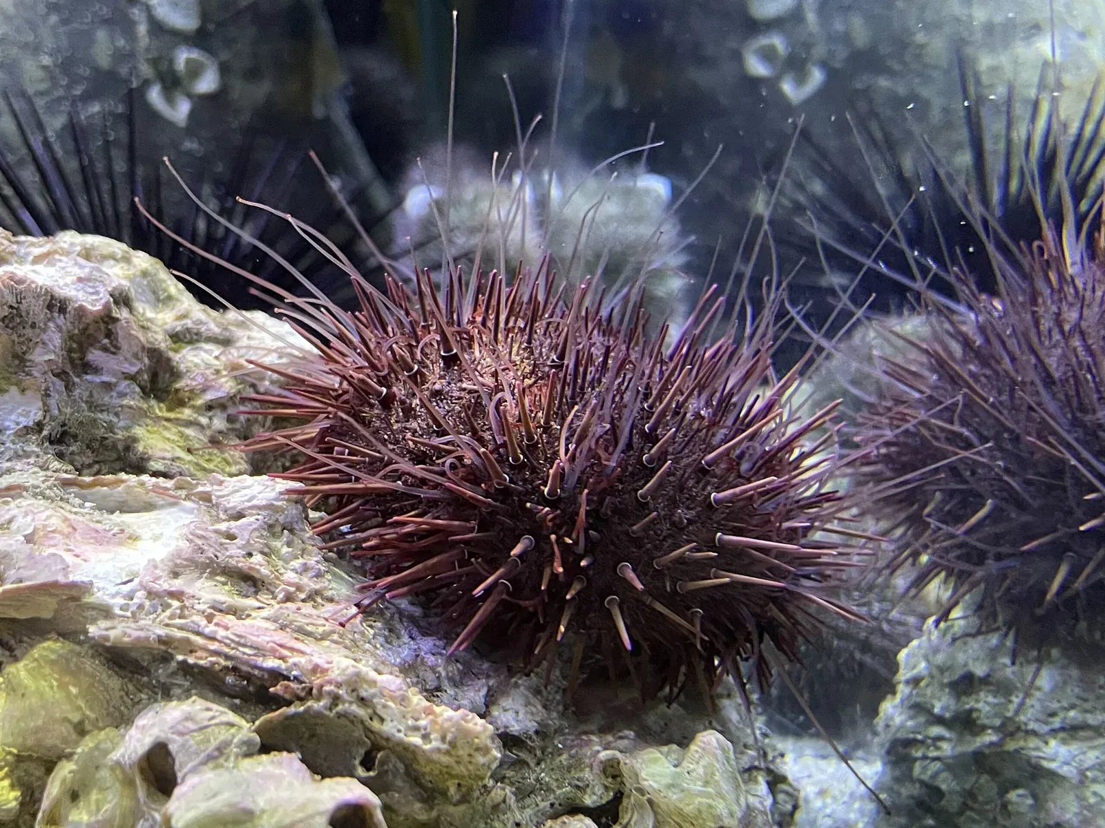 Himeji City Aquarium