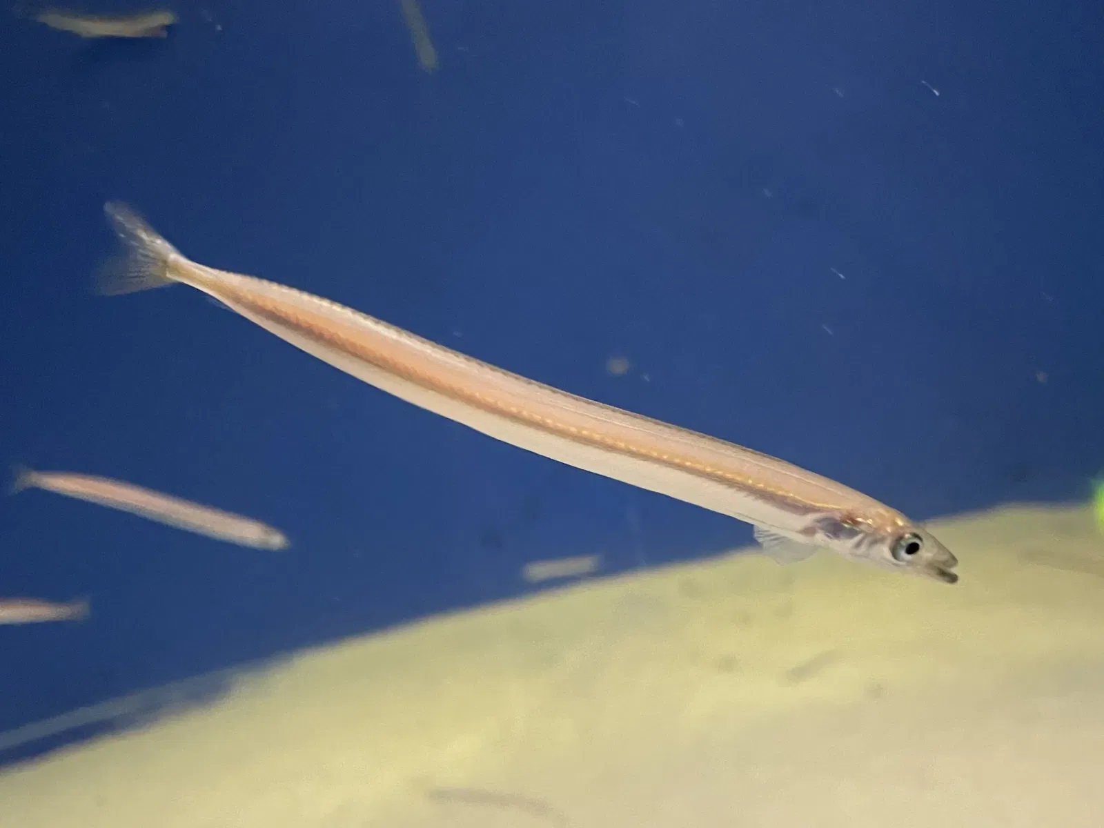 Himeji City Aquarium